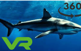 360 VR Büyük Çekiç Başlı Köpekbalığı National Geographic